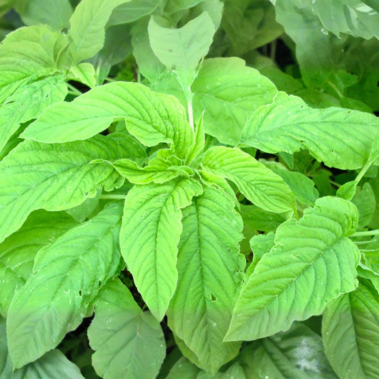 Green Leaf Amaranth Seeds | Green Amaranth, Jamaican Callaloo, Yin Choi | Amaranthus viridis
