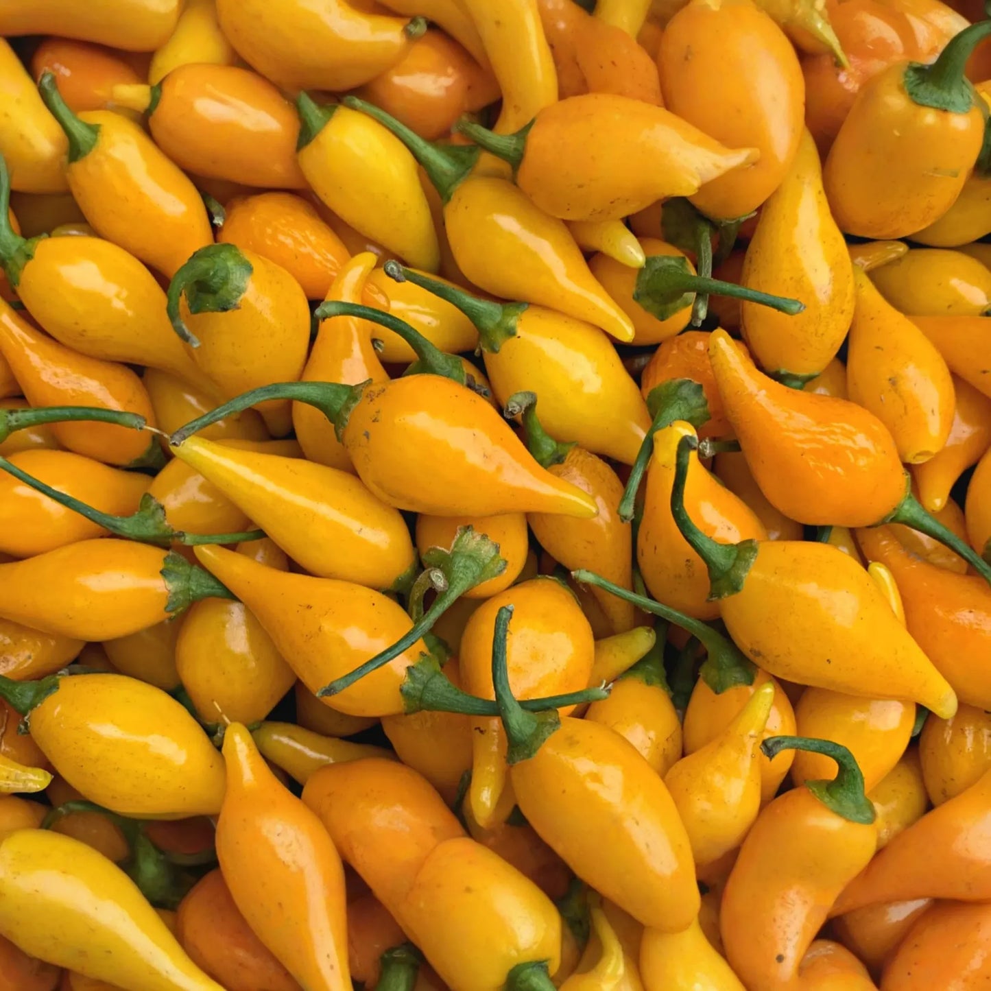 Biquinho Yellow Hot Pepper Seeds | NON-GMO | Little Beak | Sweaty Drops | Capsicum chinense