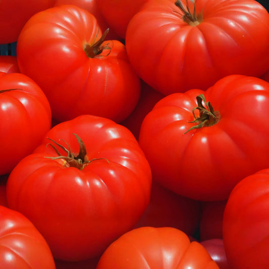 Beefsteak Tomato Seeds | Non-GMO Vegetable Seeds | Heirloom Variety | Solanum lycopersicum