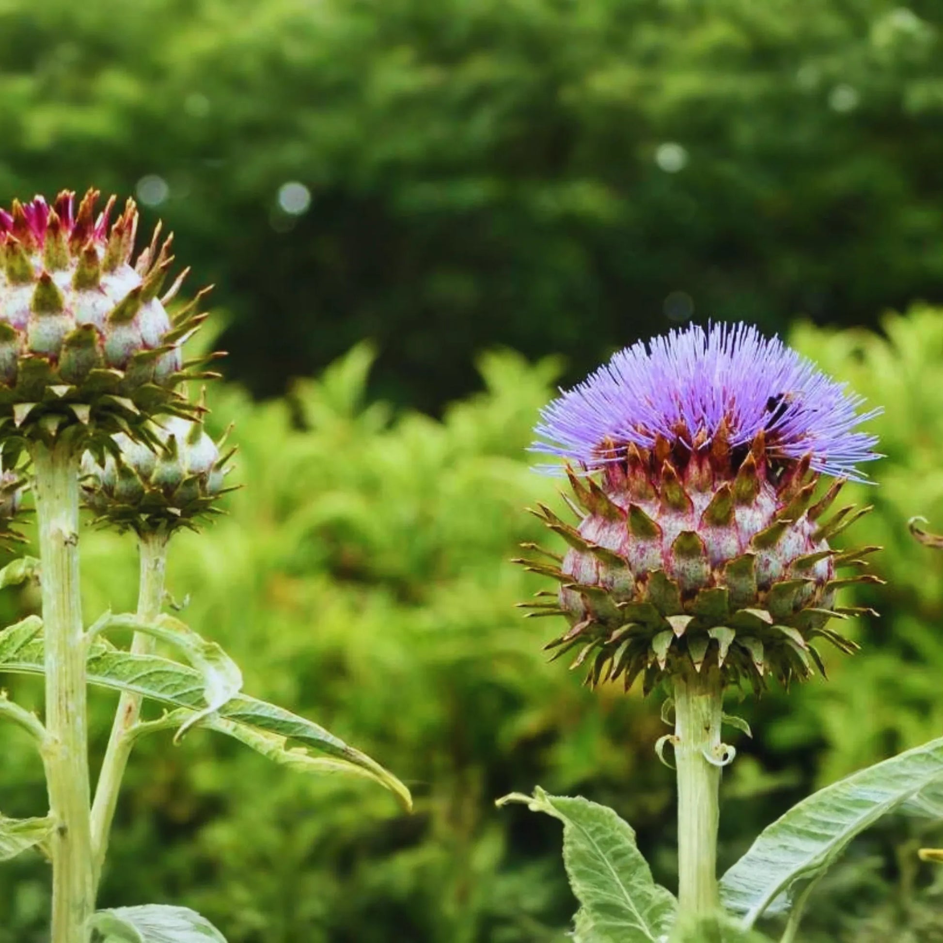 Cardoon Seeds | NON-GMO Artichoke Thistle Seeds | Cynara cardunculus