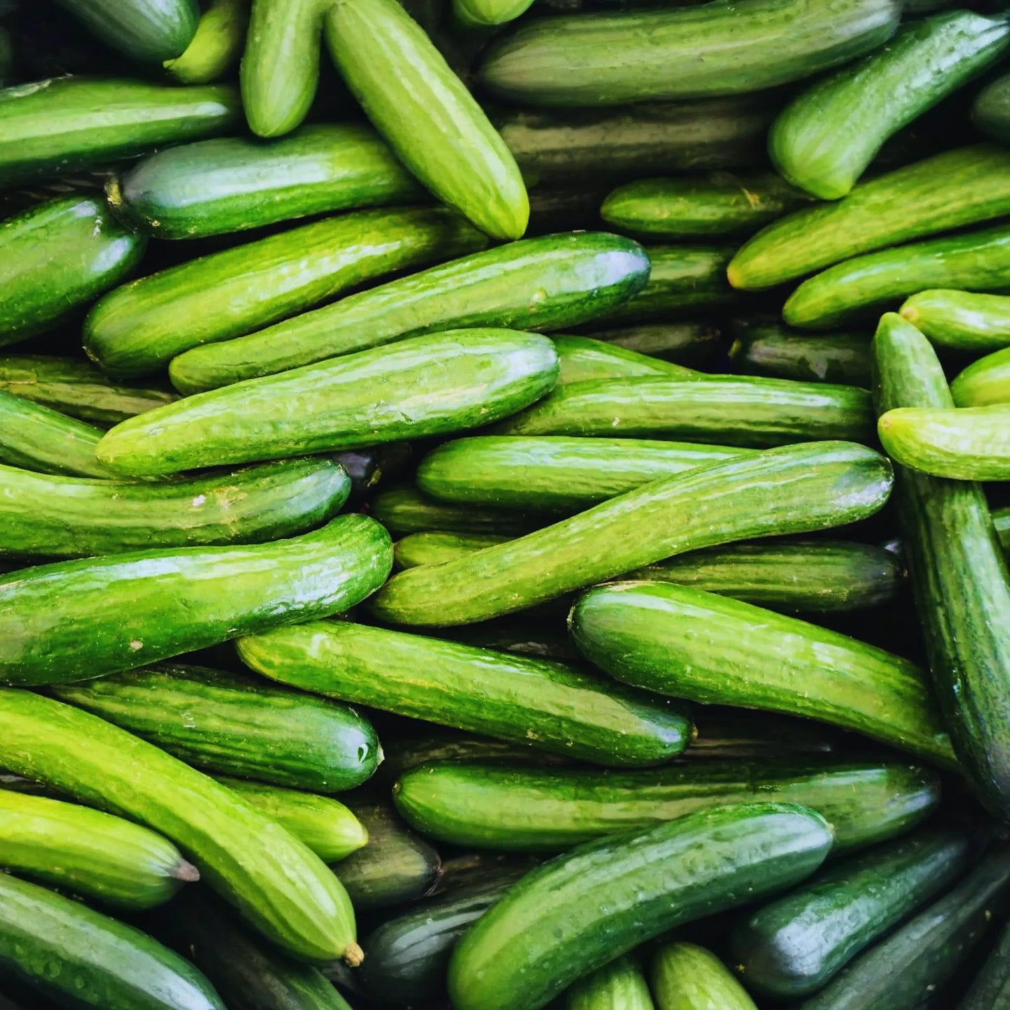Burpless Cucumber Seeds | Persian Lebanese Variety | NON-GMO Organic | Cucumis sativus