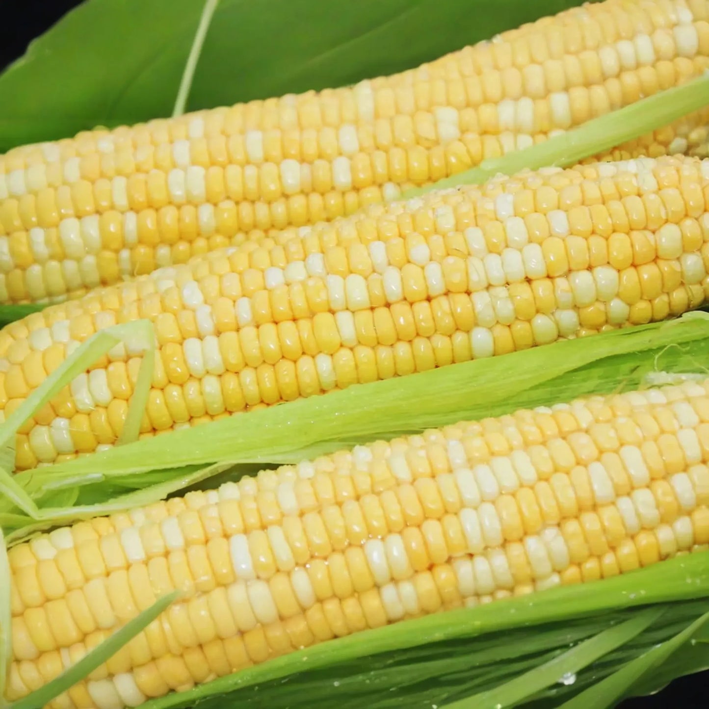 Peaches and Cream Corn Seeds - Bicolor Hybrid NON-GMO | Zea mays