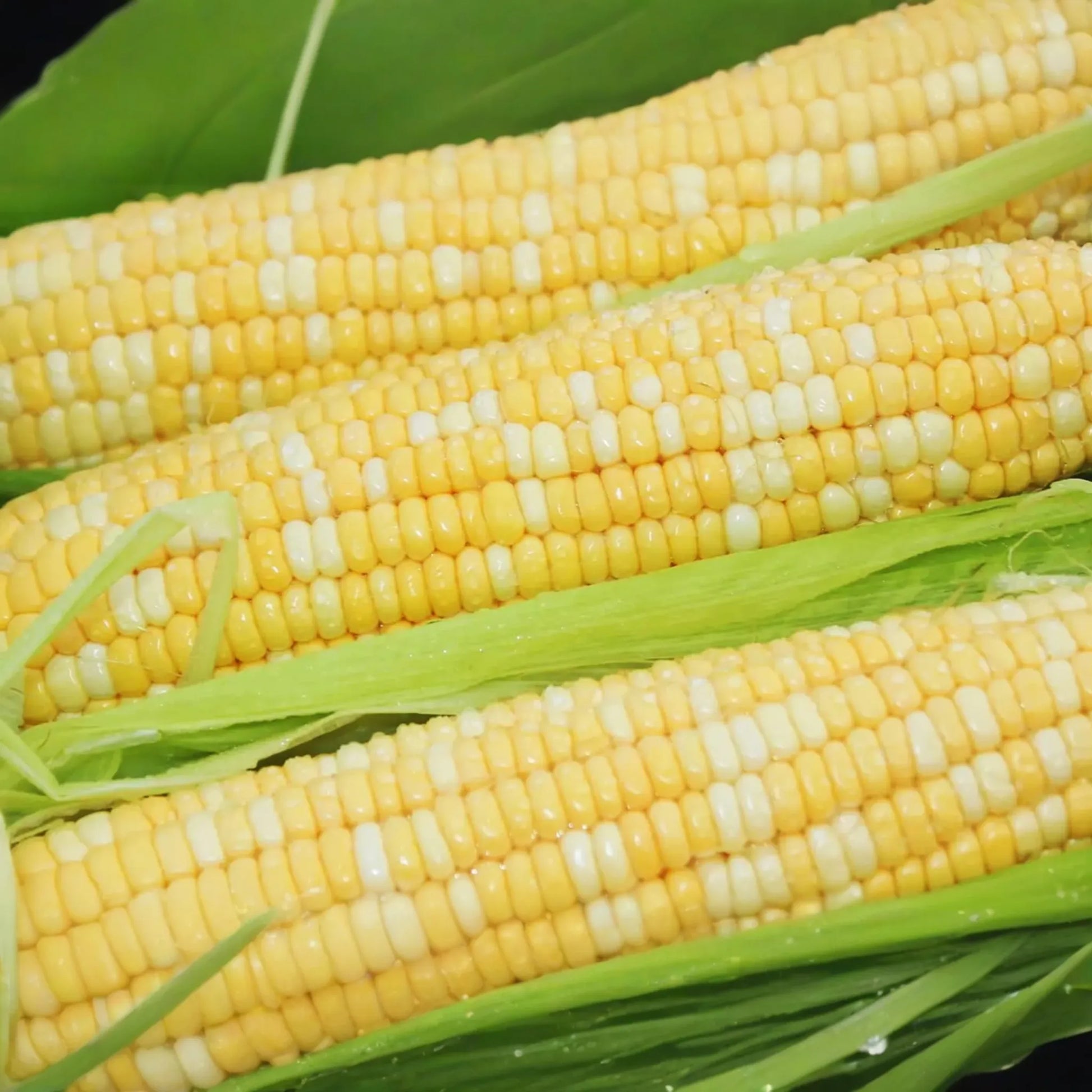 Peaches and Cream Corn Seeds - Bicolor Hybrid NON-GMO | Zea mays