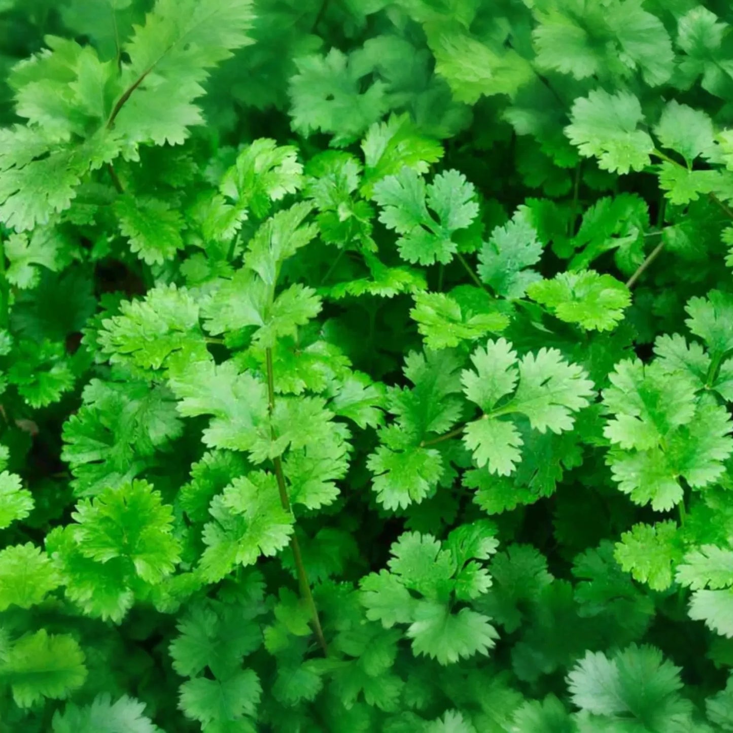 Cilantro Seeds | Slow Bolt Variety | Non-GMO | Coriander | Heirloom Vegetable Seeds