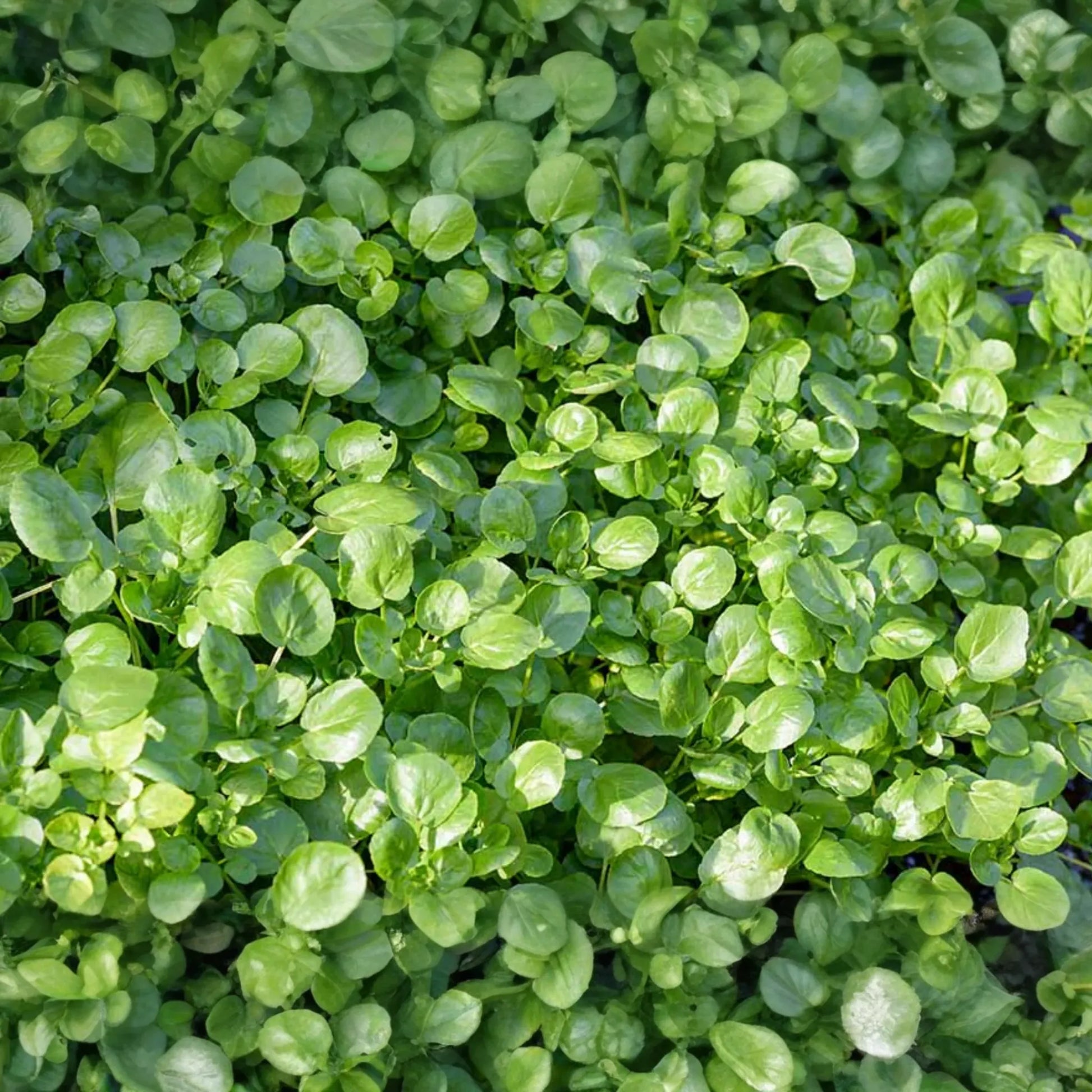 Watercress Seeds | Cress Seeds | Chinese Watercress, Yellowcress Herb | Nasturtium officinale