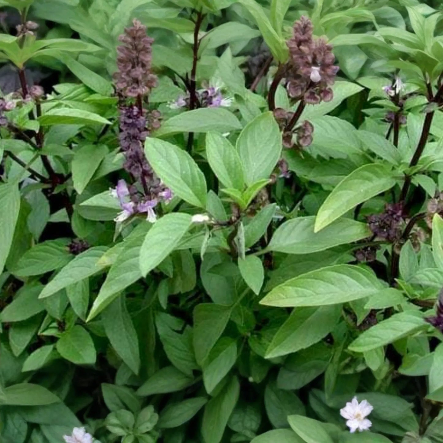 Holy Basil Seeds - Green Thai Basil - Tulsi Basil - Non-GMO, Organic