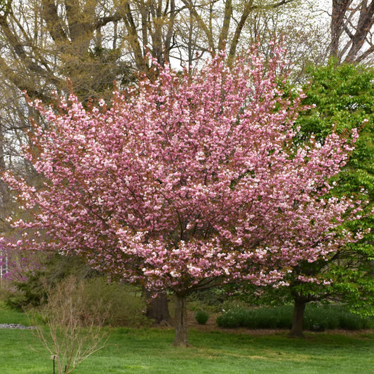 1 Kwanzan Cherry Tree – 1–2 ft Tall Bare Root Live Tree – Pink Double Flowers, Ornamental Flowering Tree, Prunus serrulata ‘Kanzan’