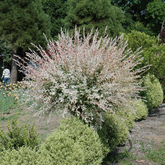 Dappled Willow Tree 1–2 ft | Bare Root Live Tree | Salix integra ‘Hakuro Nishiki’ | Tricolor Leaves | Fast Growing Ornamental Shrub
