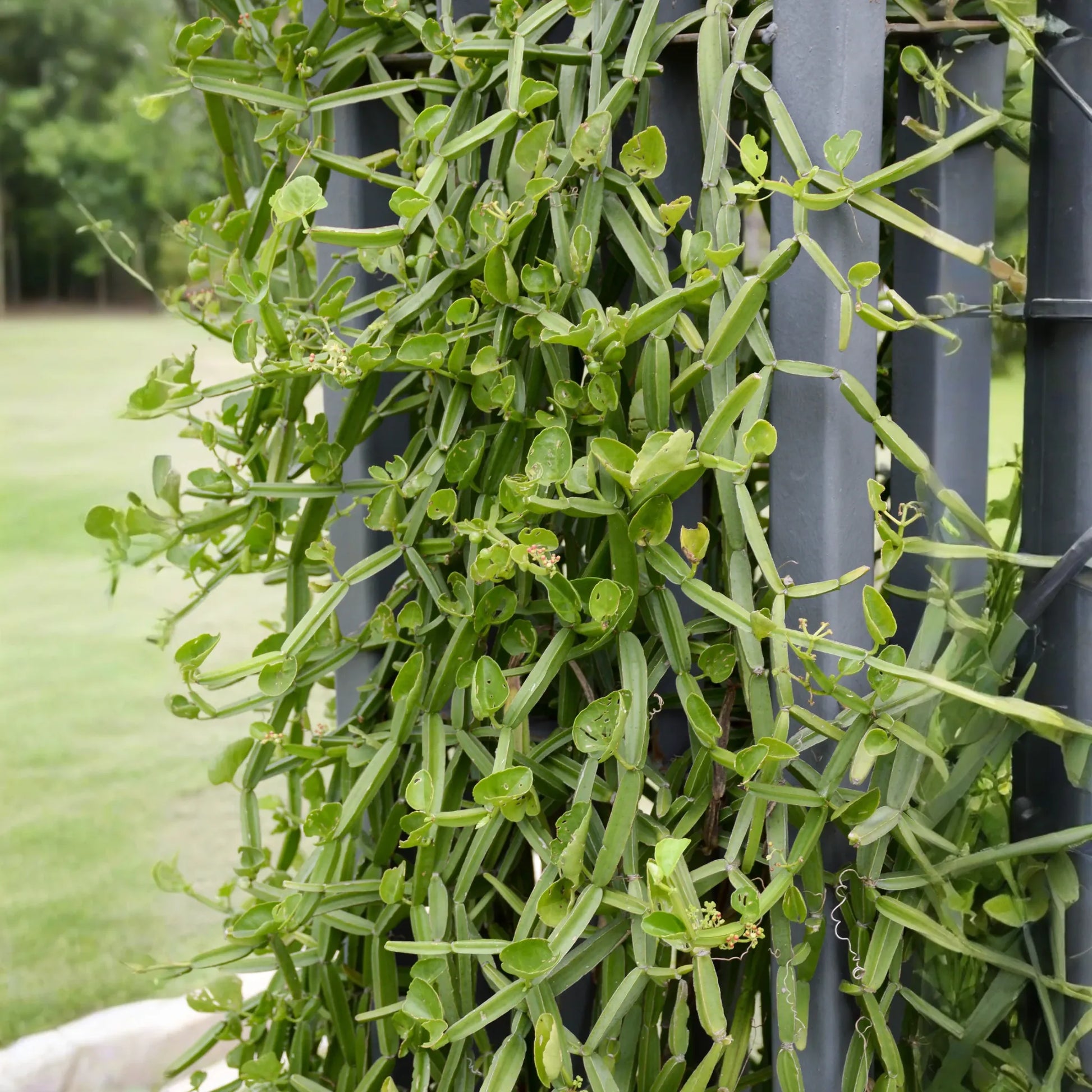 Veld Grape (Cissus quadrangularis)