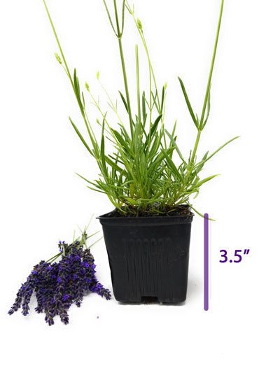 Premium French Provence Lavender Plant Fresh Dried Flowers Bundle