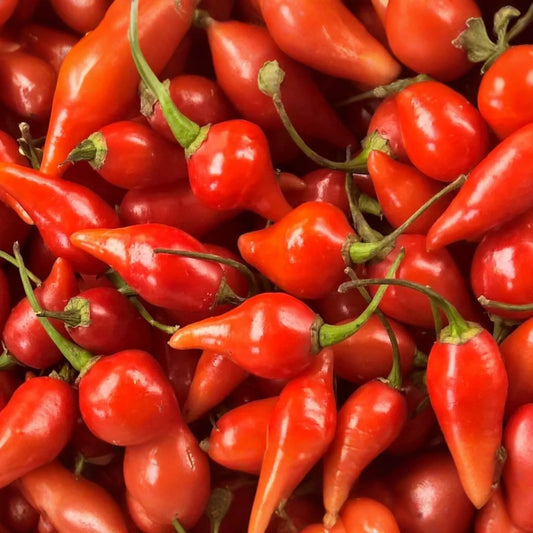 Biquinho Red Hot Pepper Seeds | NON-GMO | Little Beak Variety | Capsicum chinense