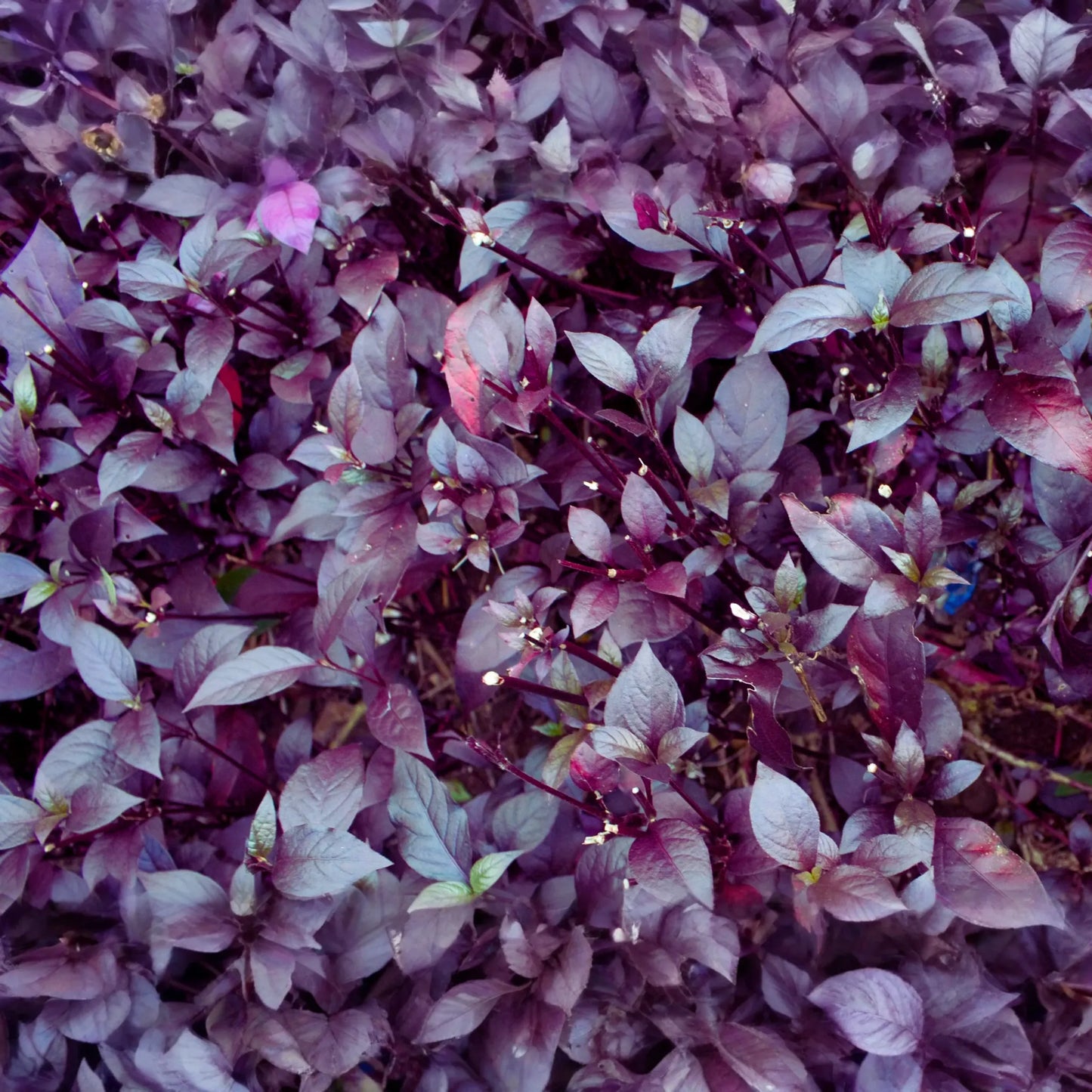 Red Rubin Basil Seeds - Reddish Purple Leaves - NON-GMO - Ocimum basilicum