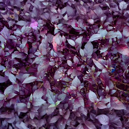 Red Rubin Basil Seeds - Reddish Purple Leaves - NON-GMO - Ocimum basilicum