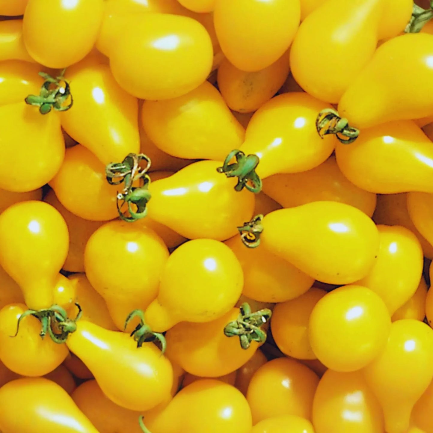 Yellow Pear Tomato Seeds | Cherry Pear Variety | Heirloom Vegetable Seeds | Solanum lycopersicum