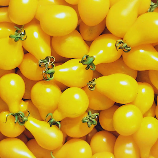Yellow Pear Tomato Seeds | Cherry Pear Variety | Heirloom Vegetable Seeds | Solanum lycopersicum