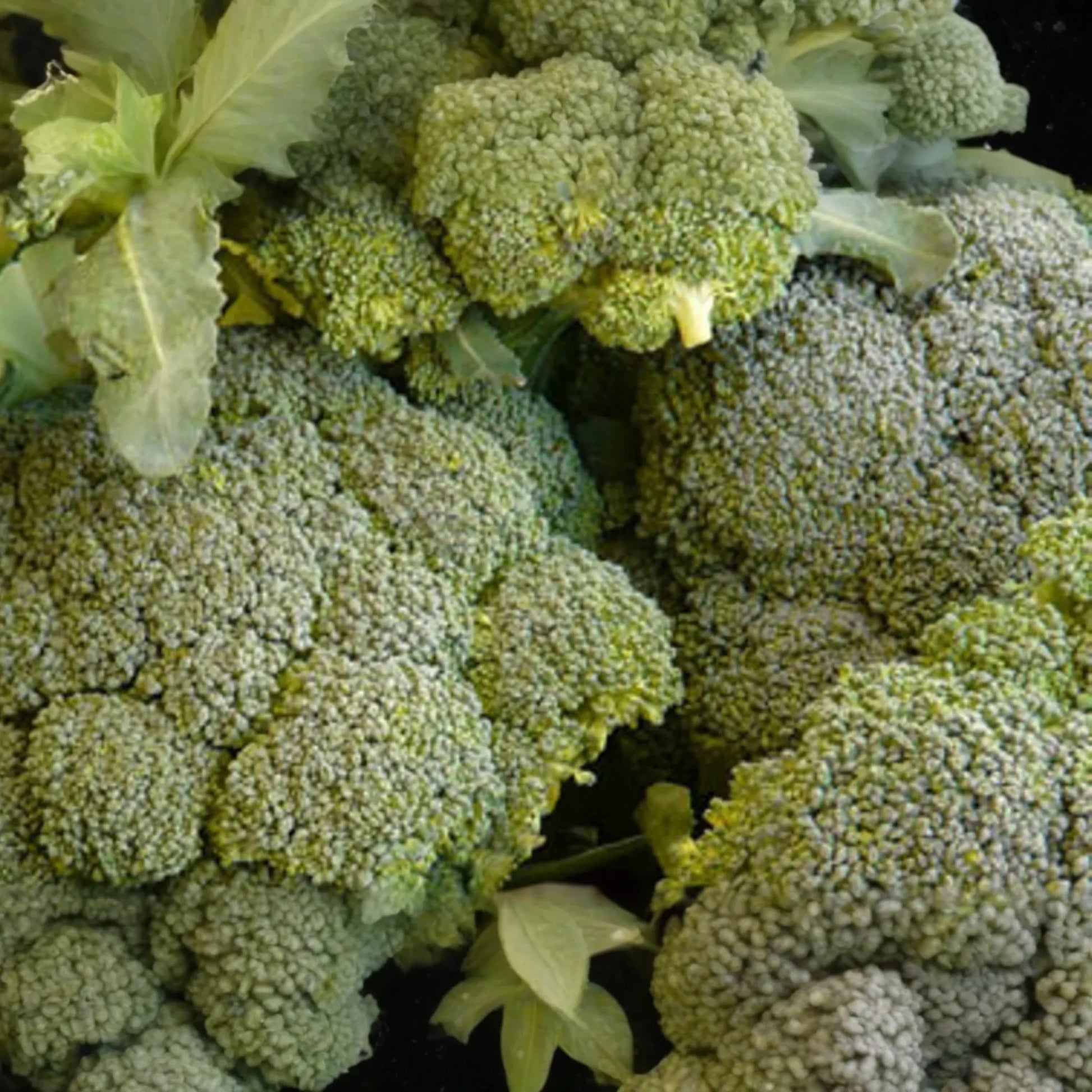 Broccoli Seeds | Waltham 29 Variety | NON-GMO | Brassica oleracea