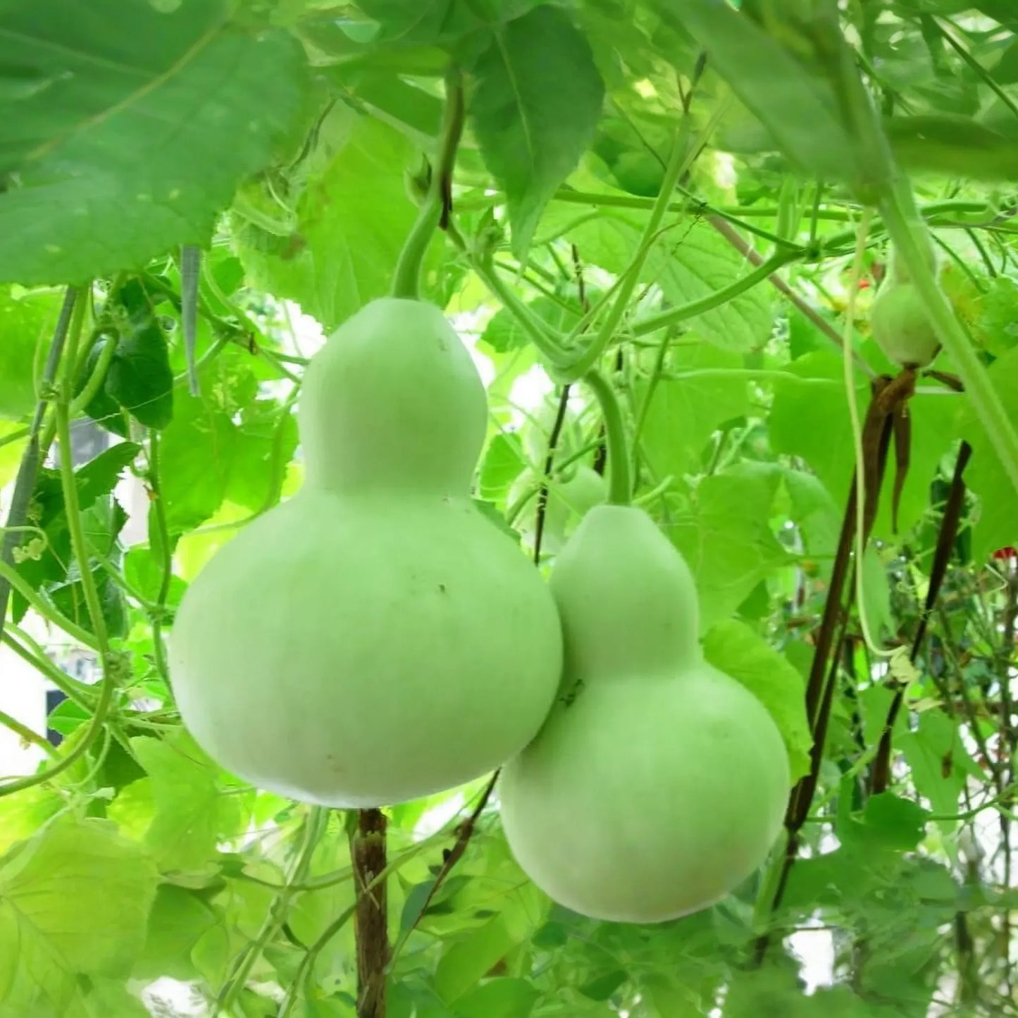 Pear Shape Bottle Gourd Seeds | Non-GMO | Heirloom Variety | Lagenaria siceraria