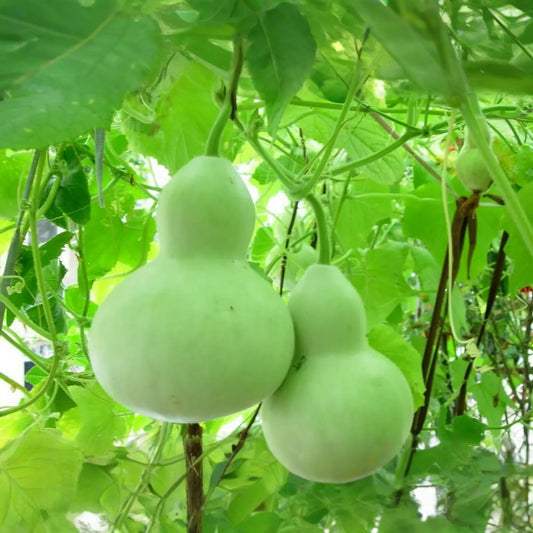 Pear Shape Bottle Gourd Seeds | Non-GMO | Heirloom Variety | Lagenaria siceraria