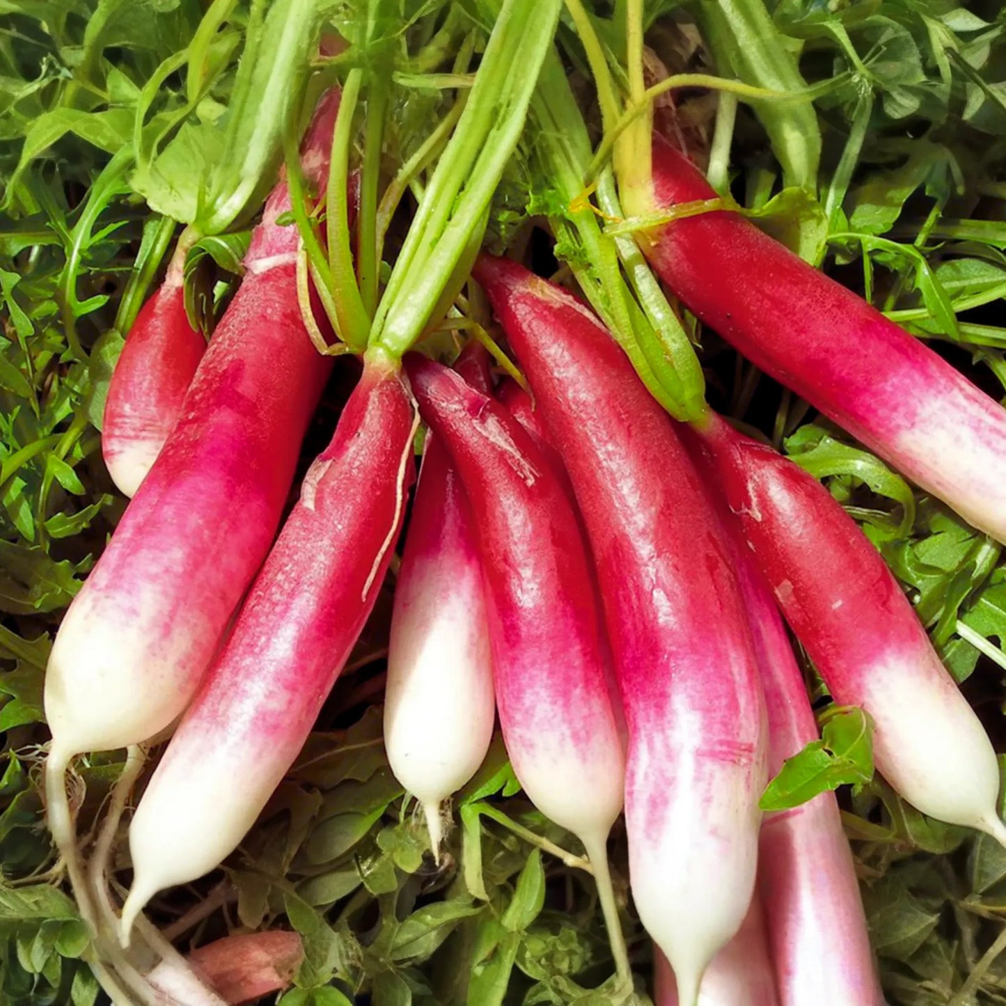 French Breakfast Radish Seeds - Red Radish Variety - Heirloom Vegetable Seeds - Raphanus sativus