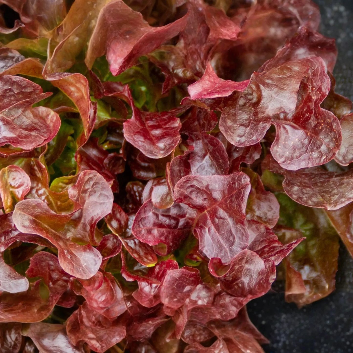 Red Lettuce Seeds | Non-GMO Red Leaf Lettuce Seeds | Heirloom Vegetable Seeds | Lactuca sativa
