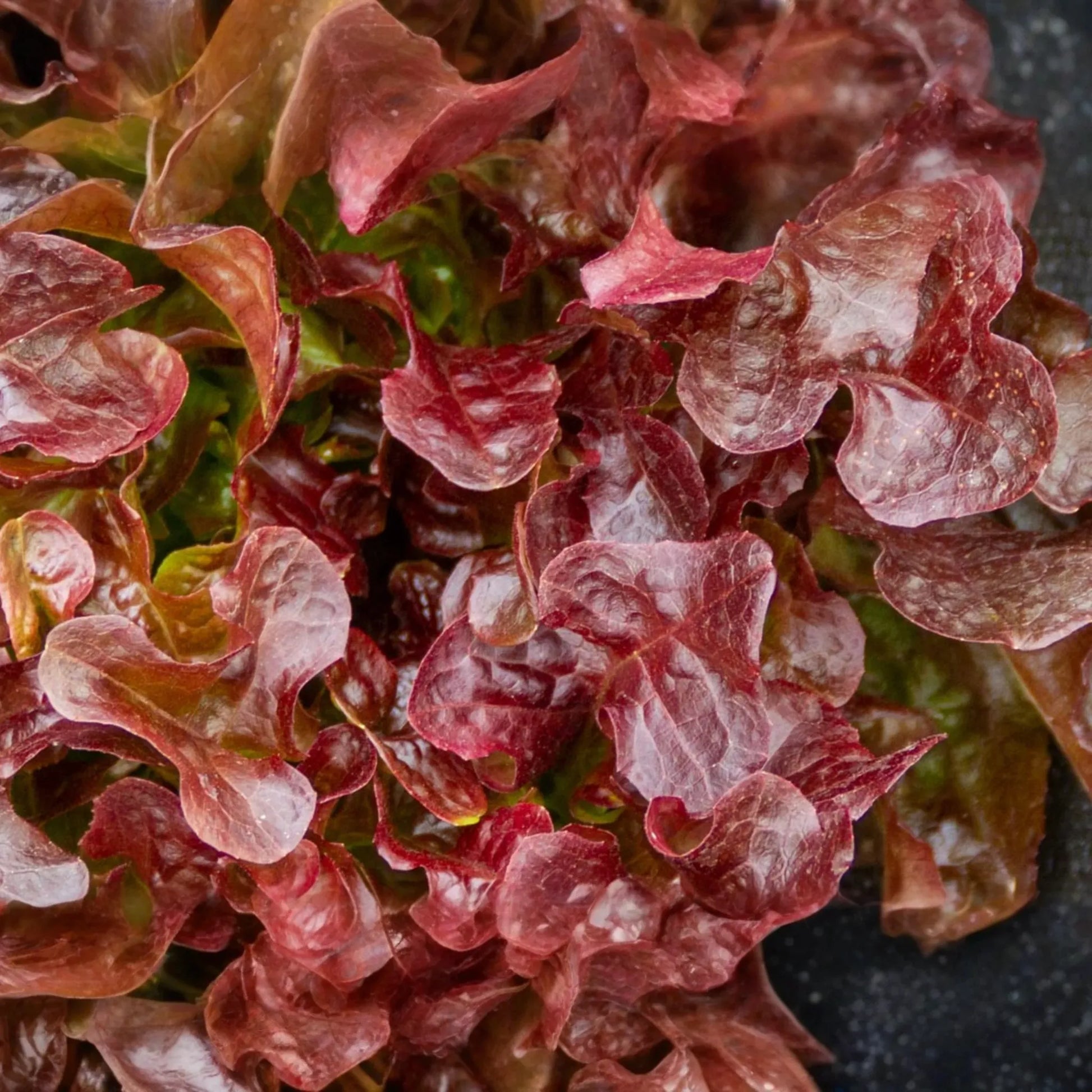 Red Lettuce Seeds | Non-GMO Red Leaf Lettuce Seeds | Heirloom Vegetable Seeds | Lactuca sativa