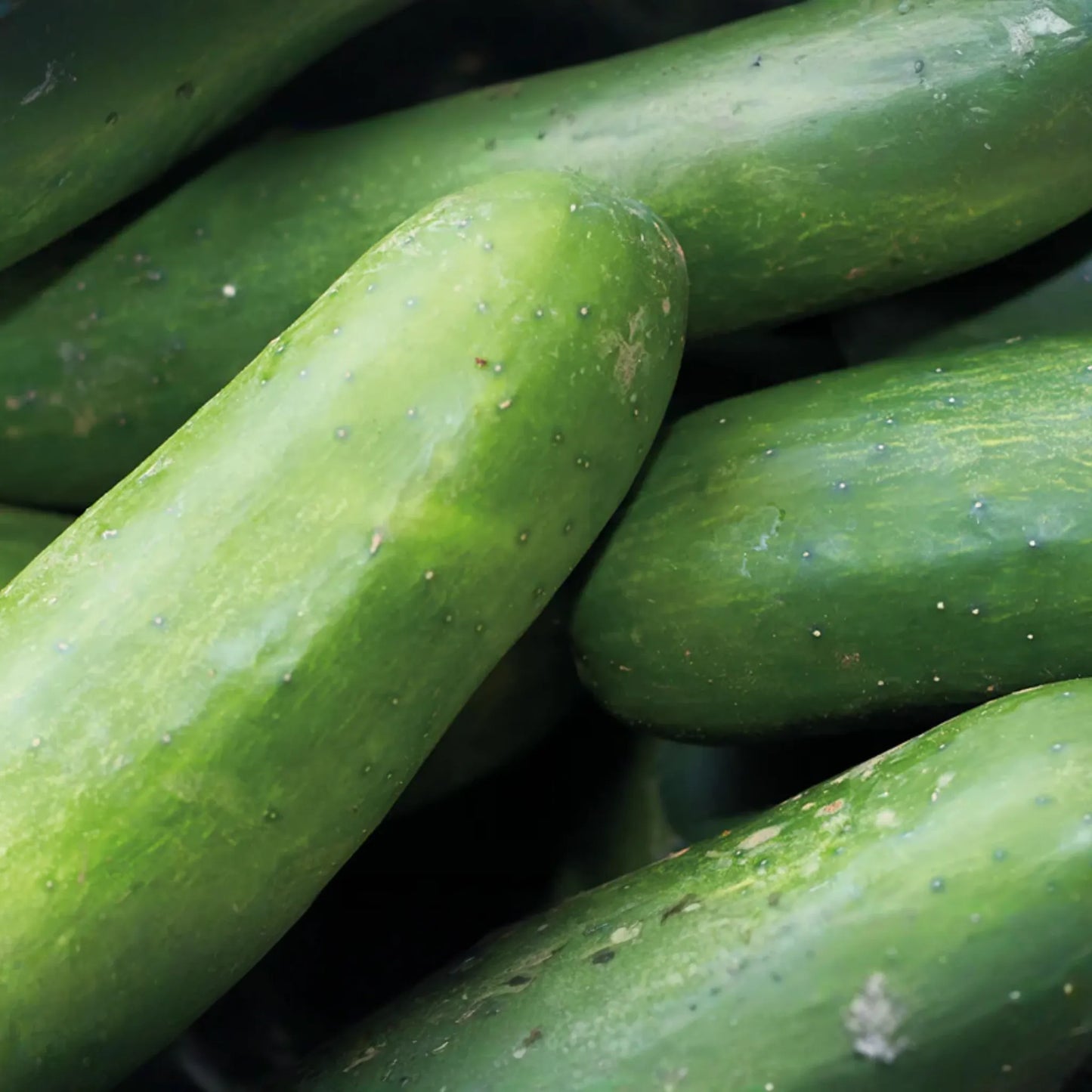 Marketmore Cucumber Seeds | Organic NON-GMO | Heirloom Vegetable Seeds | Cucumis sativus