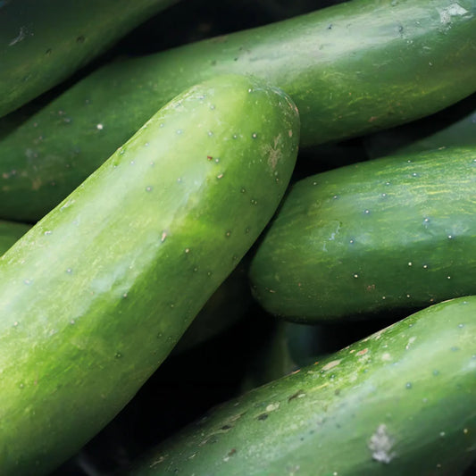 Marketmore Cucumber Seeds | Organic NON-GMO | Heirloom Vegetable Seeds | Cucumis sativus