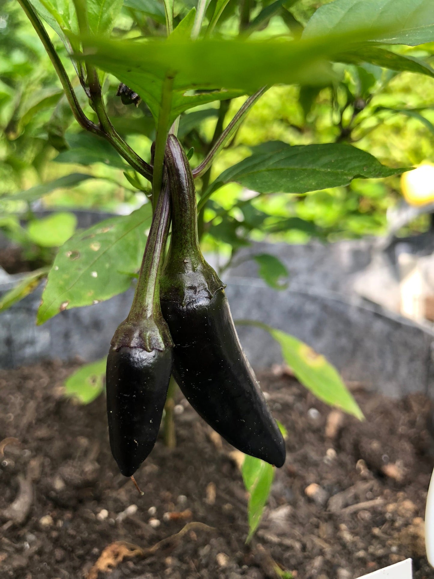 Purple Jalapeno Pepper - Seeds
