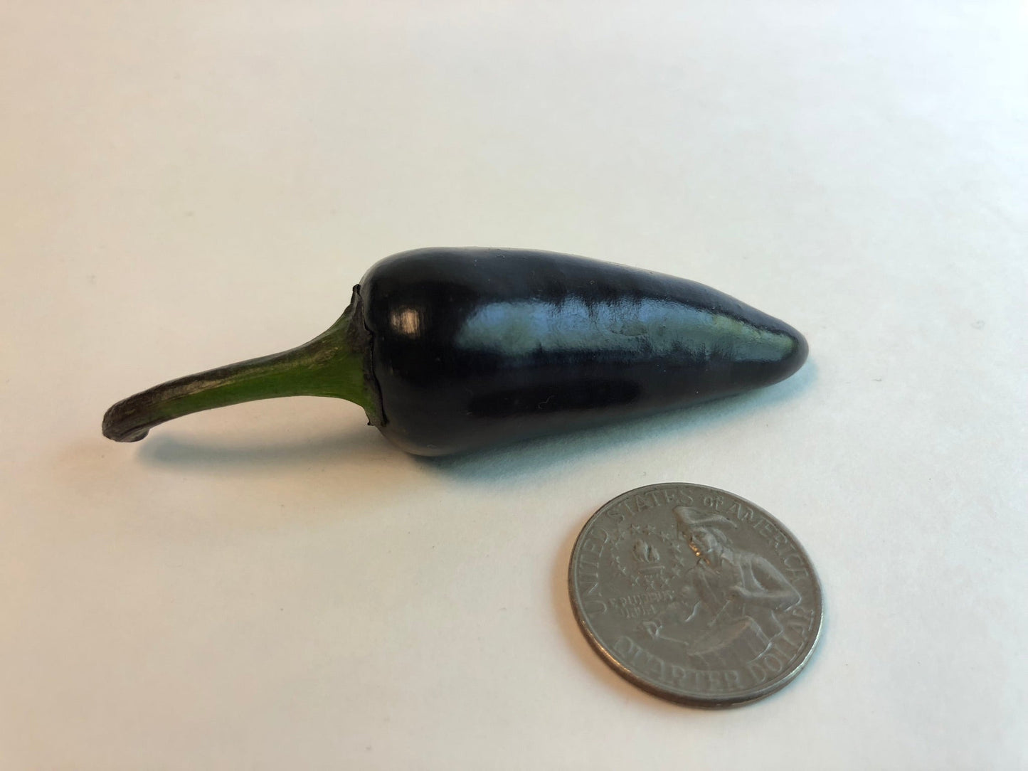 Purple Jalapeno Pepper - Seeds