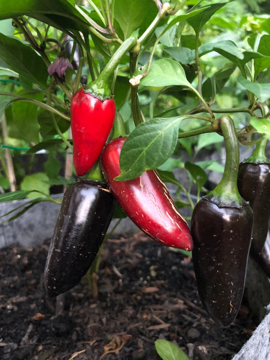 Purple Jalapeno Pepper - Seeds
