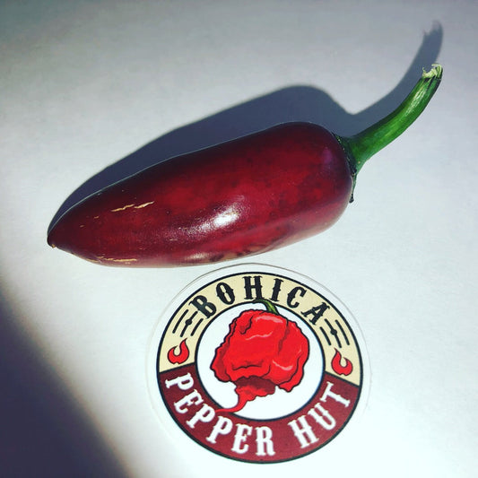 Purple Jalapeno Pepper - Seeds