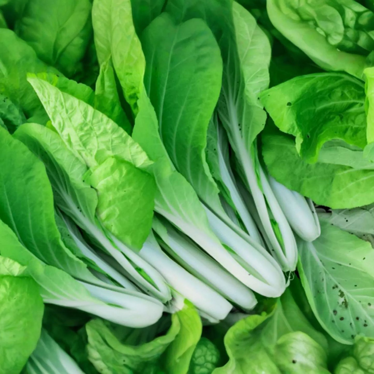 Pak Choi Cabbage Seeds - White Stem Baby Bok Choy - NON-GMO Vegetable Seeds - Brassica rapa subsp. chinensis