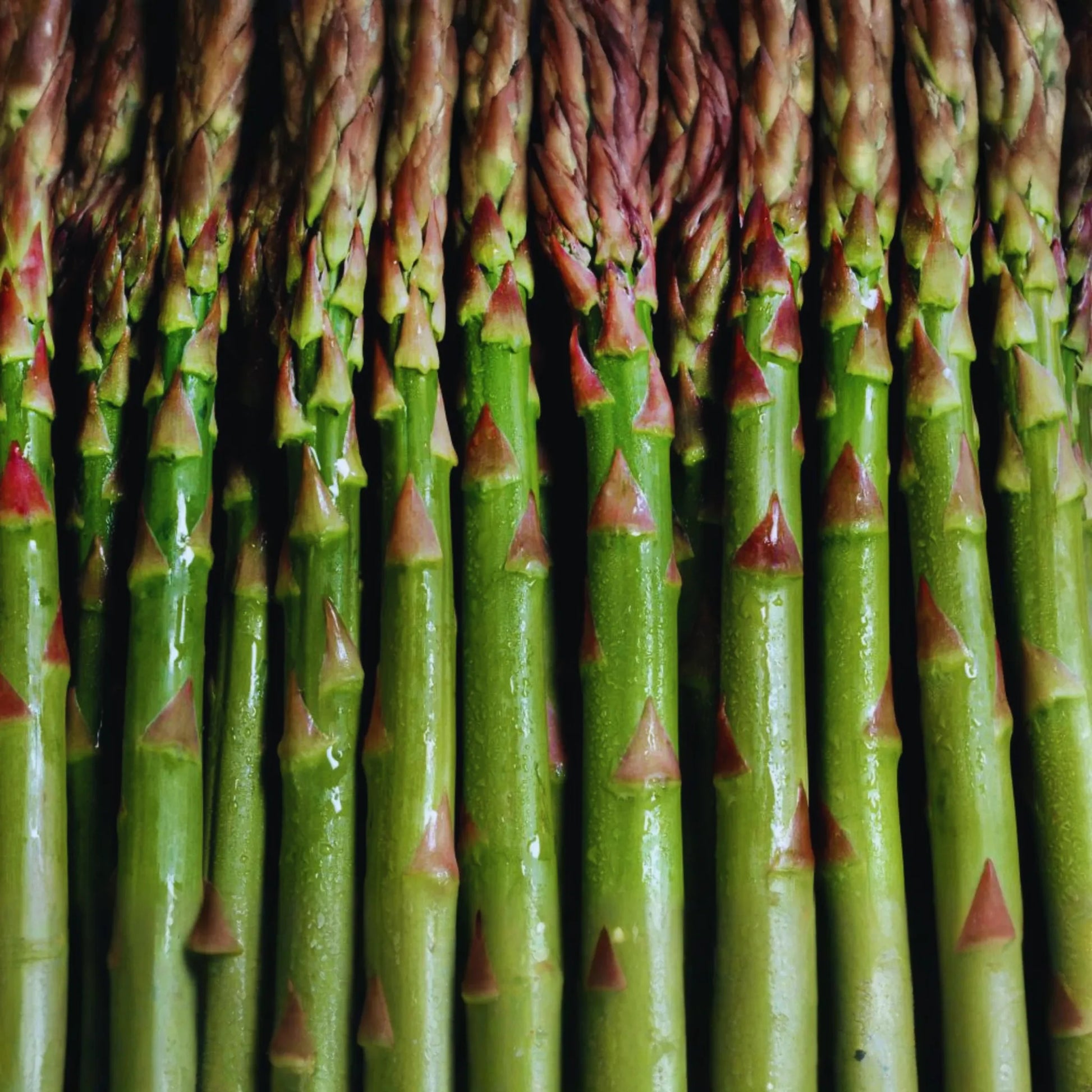 Mary Washington Asparagus Seeds | Non-GMO Vegetable Seeds | Perennial Asparagus (Asparagus officinalis)