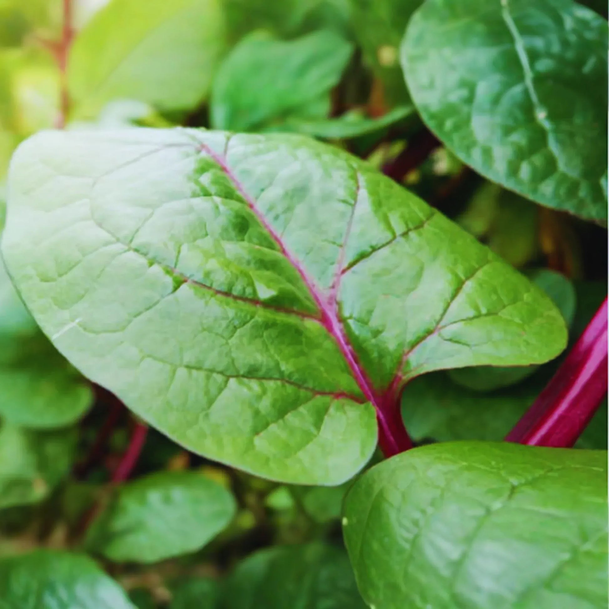 Red Malabar Spinach Seeds | NON-GMO | Red Vine Spinach, Ang Chai | Perennial Vegetable Garden Seeds