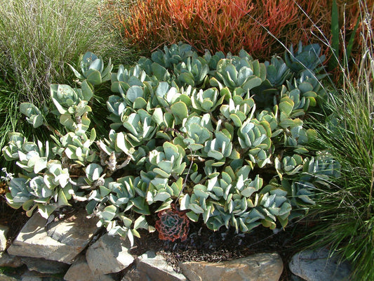 Crassula Arborescens "Silver Dollar" Succulent | 1 Fresh Cutting 4–6" | Rare Jade Variety | Easy to Root | Live Unrooted Plant