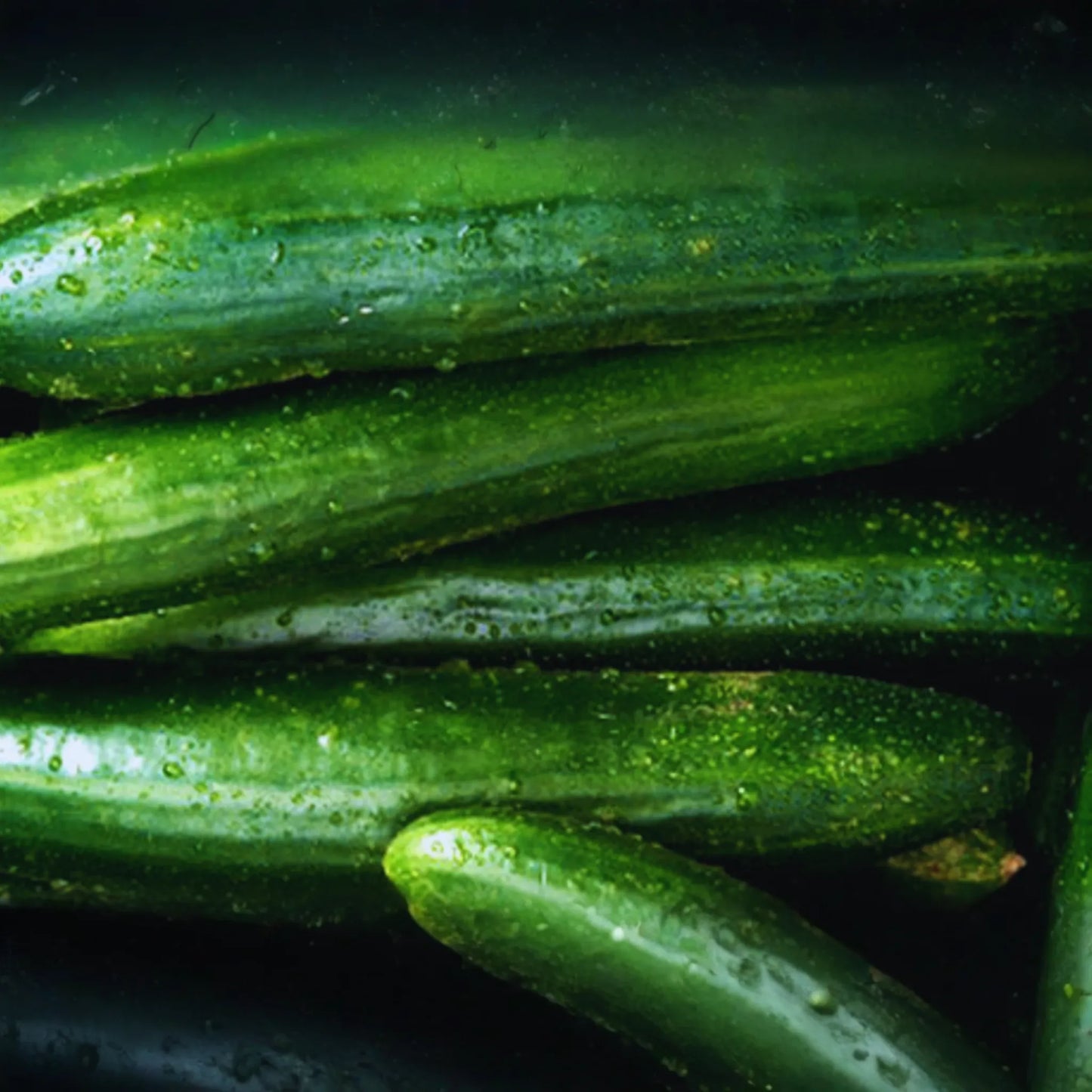 Cucumber Seeds | Asia Summer Variety | NON-GMO, Organic | Cucumis sativus