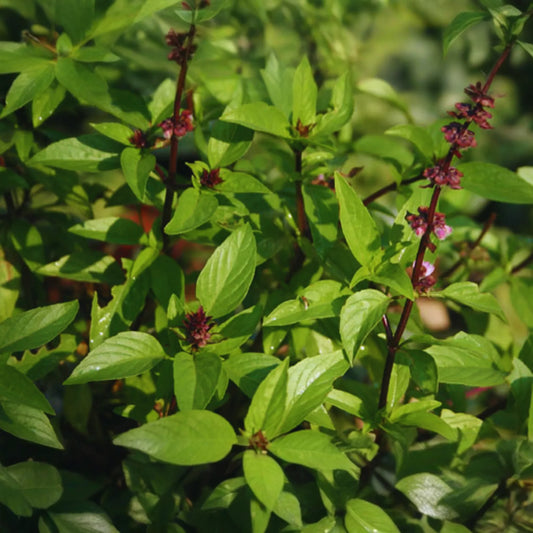 Cinnamon Basil Seeds | NON-GMO | Aromatic Herb Variety | Ocimum basilicum 'Cinnamon'