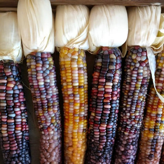 Organic Heirloom Sweet White Purple Corn Seeds | NON-GMO | Sticky Waxy Variety | Zea mays