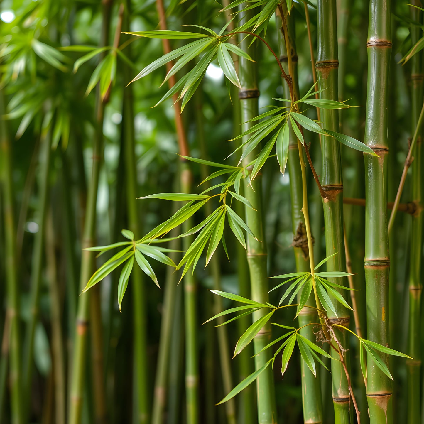 Bamboo Extract - Oil Soluble