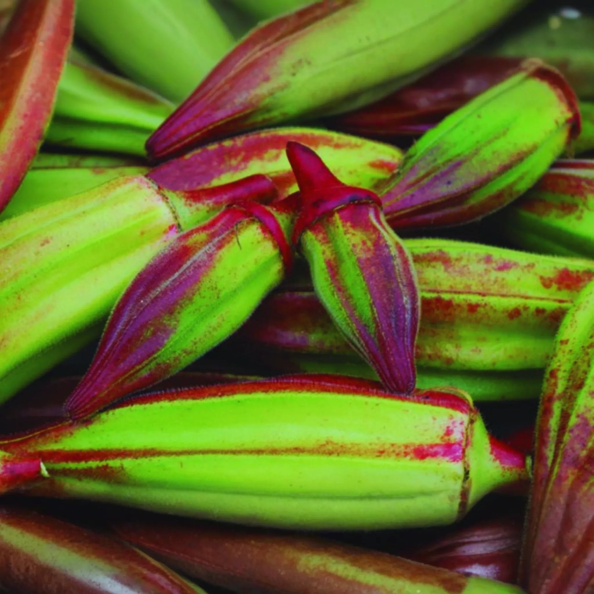 Hill Country Red Okra Seeds | NON-GMO Vegetable Seeds | Heirloom Variety | Abelmoschus esculentus