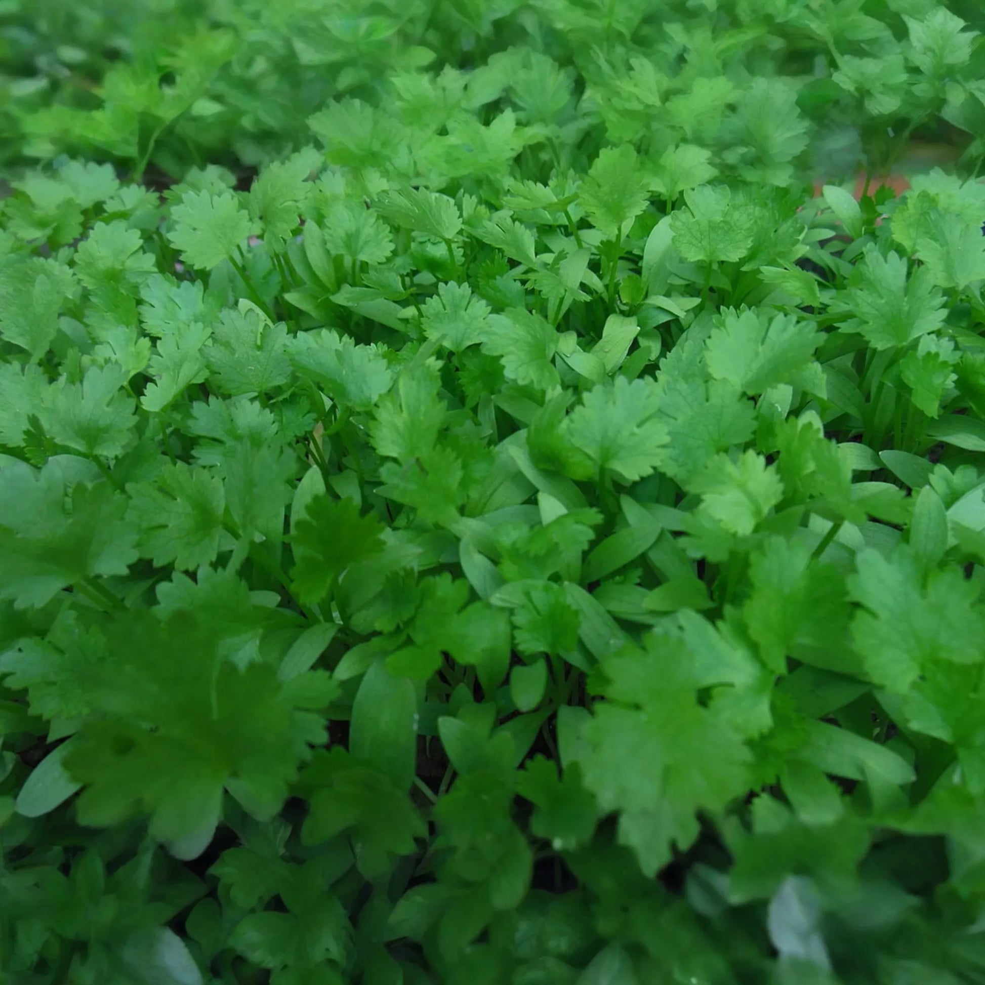 Cilantro Seeds 500+ Non-GMO Coriander Seeds, Culinary Herb, Fresh Flavor, Coriandrum sativum