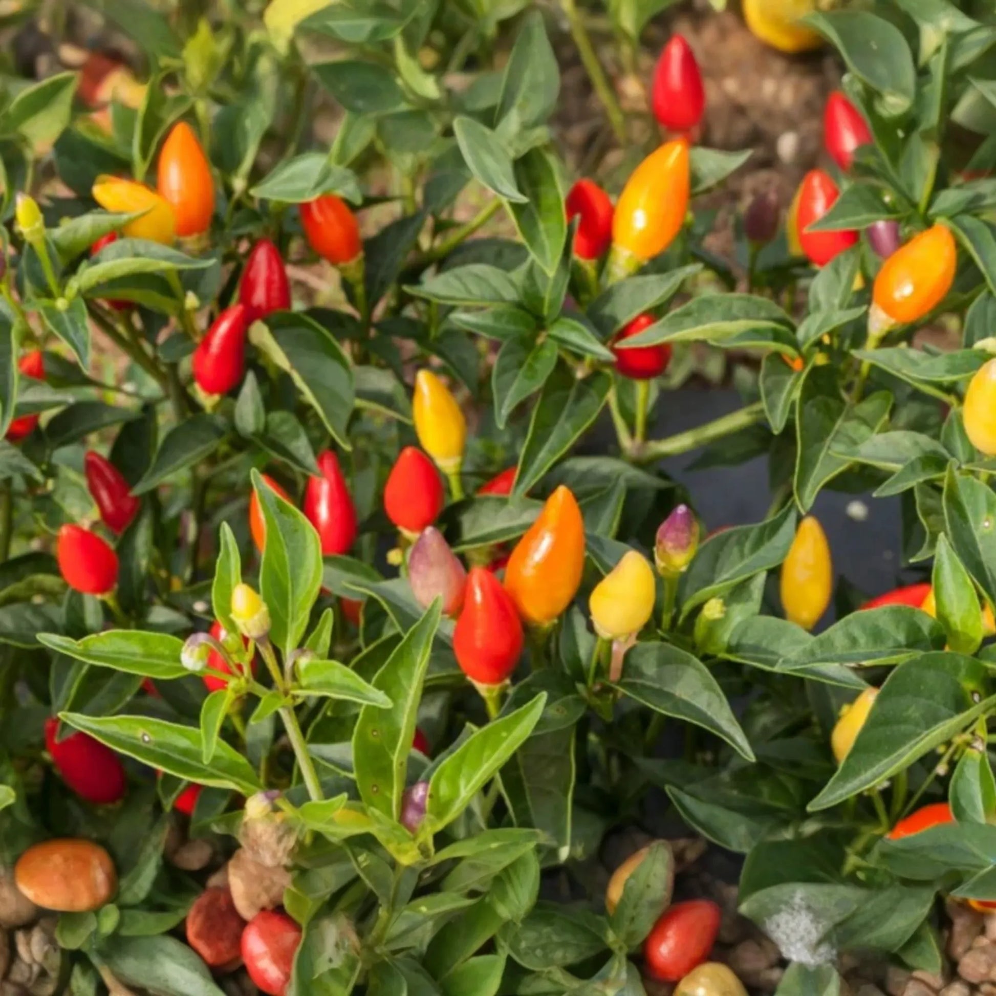 Fire Cracker Pepper Seeds | Birdseye Chili | Hot Pepper | Non-GMO Vegetable Seeds