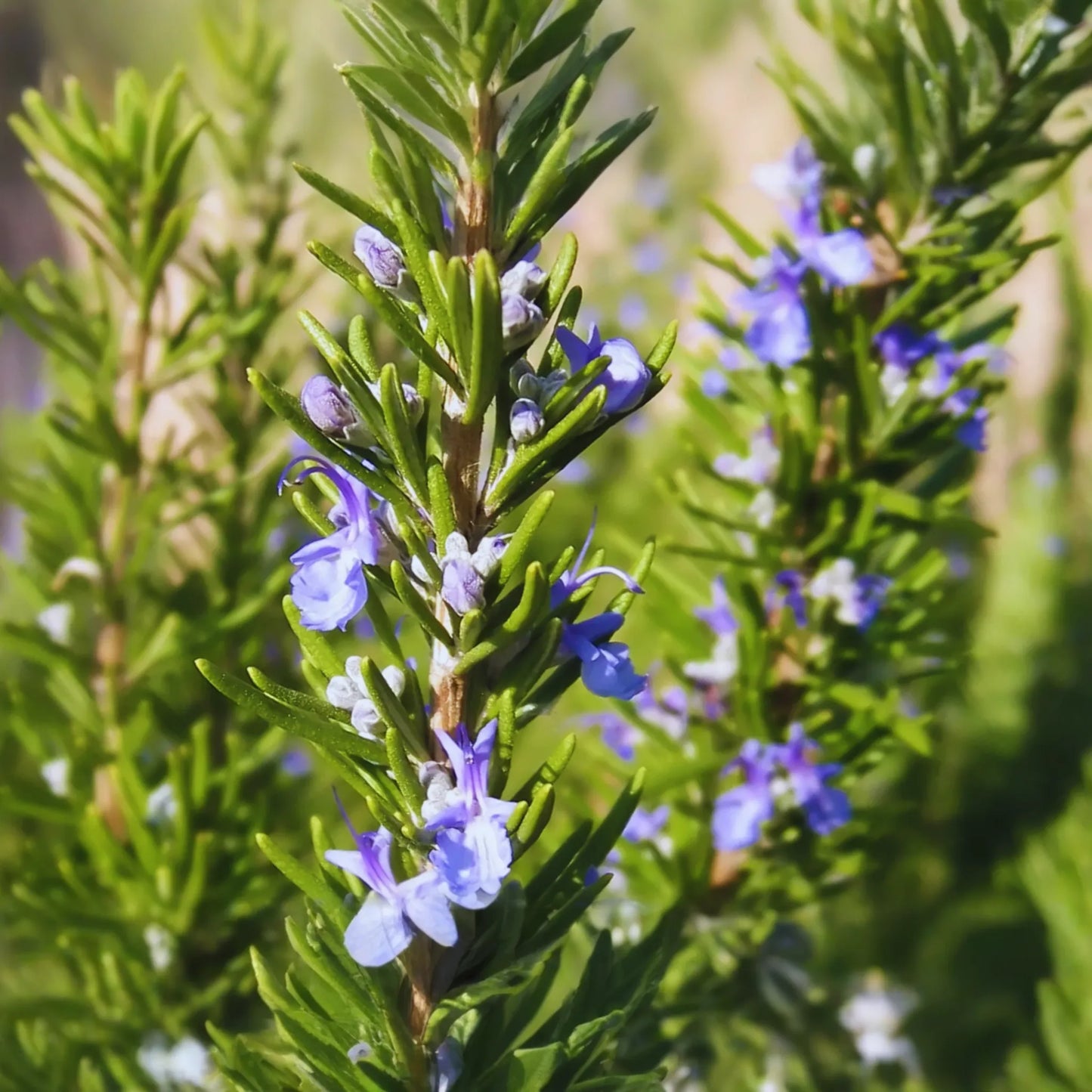 Rosemary Seeds | Culinary Herb | Evergreen Shrub | Perennial Garden Container | Rosmarinus officinalis