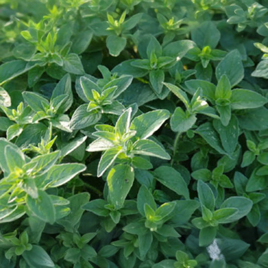 Italian Oregano Seeds | Non-GMO Herb Seeds | Culinary Herb | Origanum vulgare