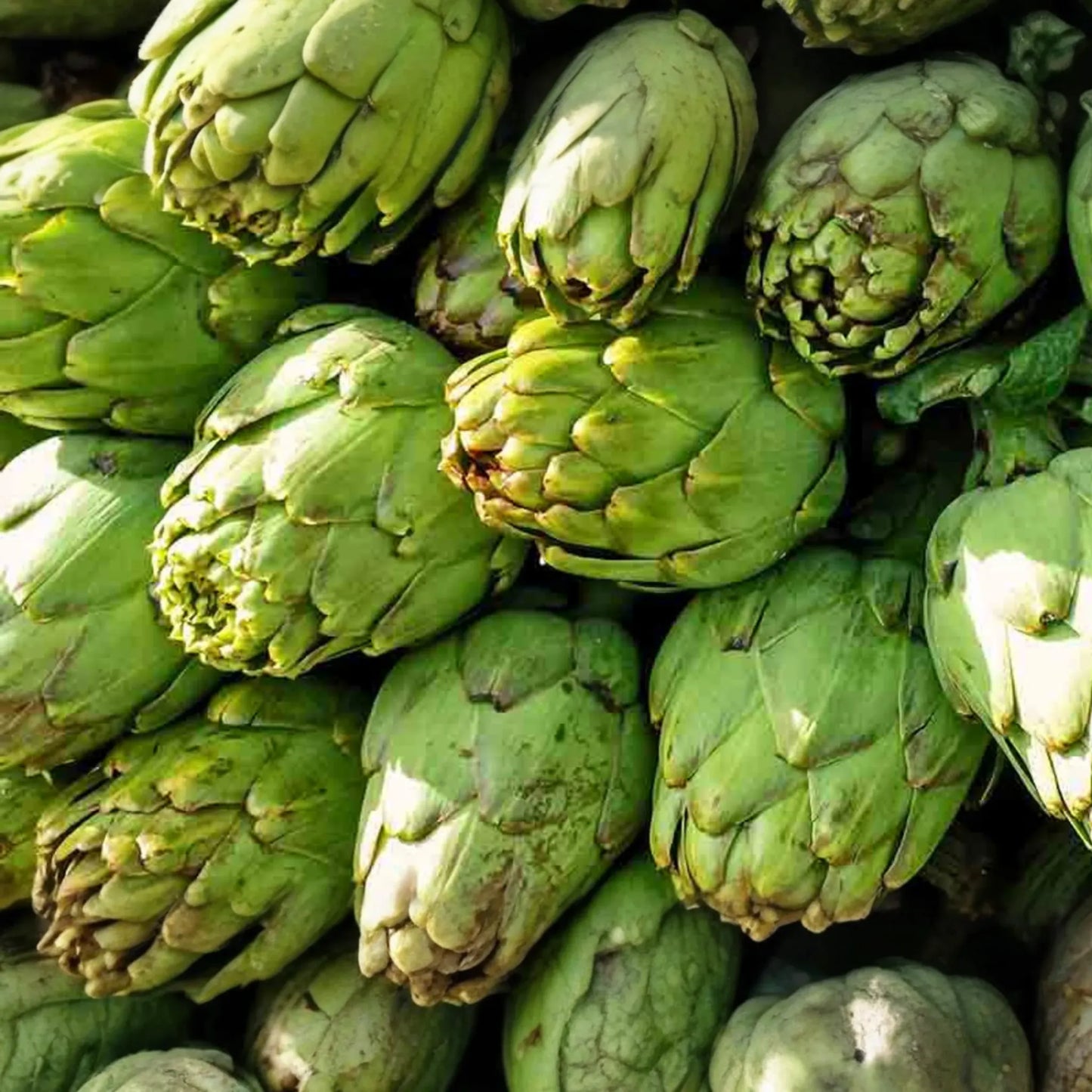 Green Globe Artichoke Seeds | NON-GMO | Heirloom Variety | Cynara scolymus