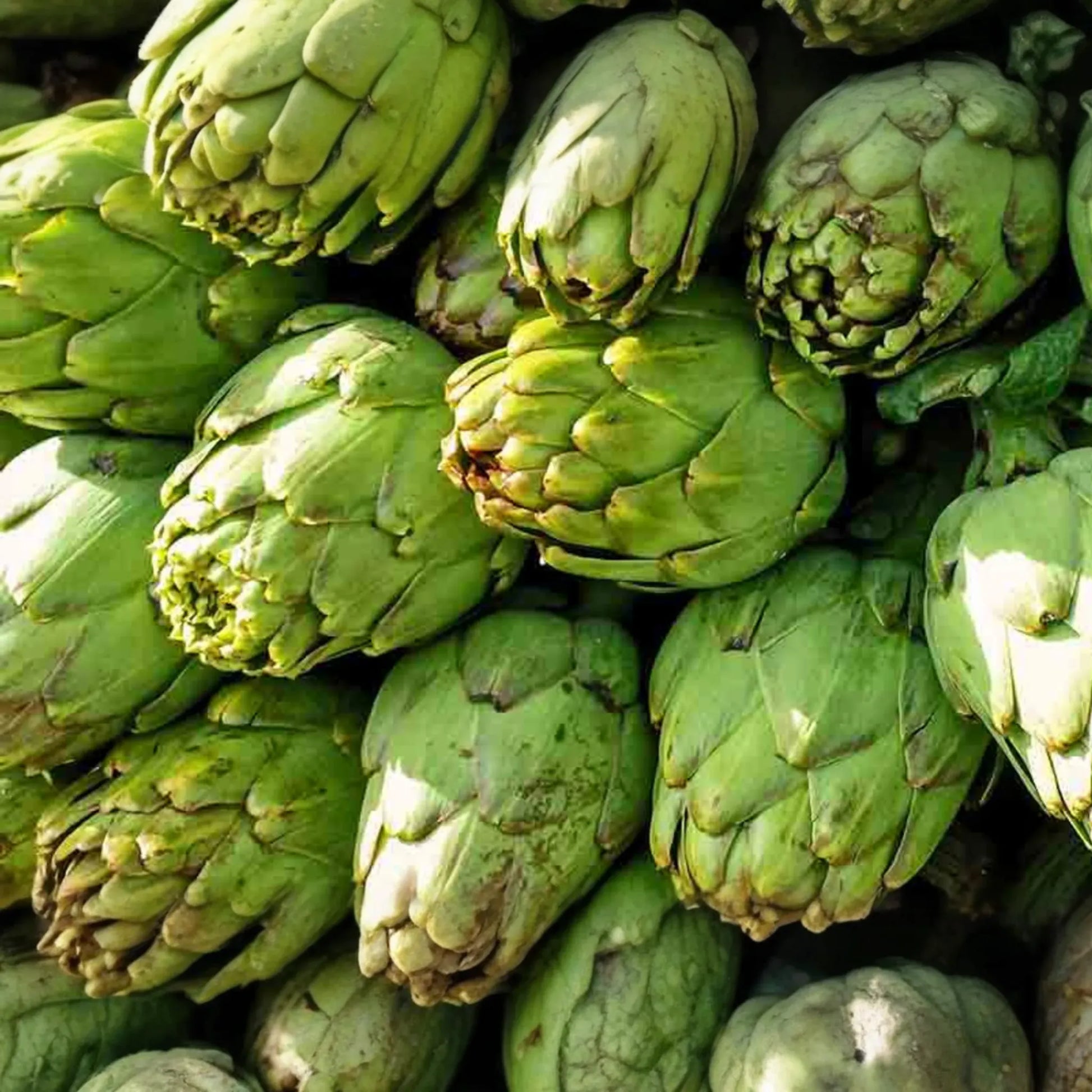 Green Globe Artichoke Seeds | NON-GMO | Heirloom Variety | Cynara scolymus