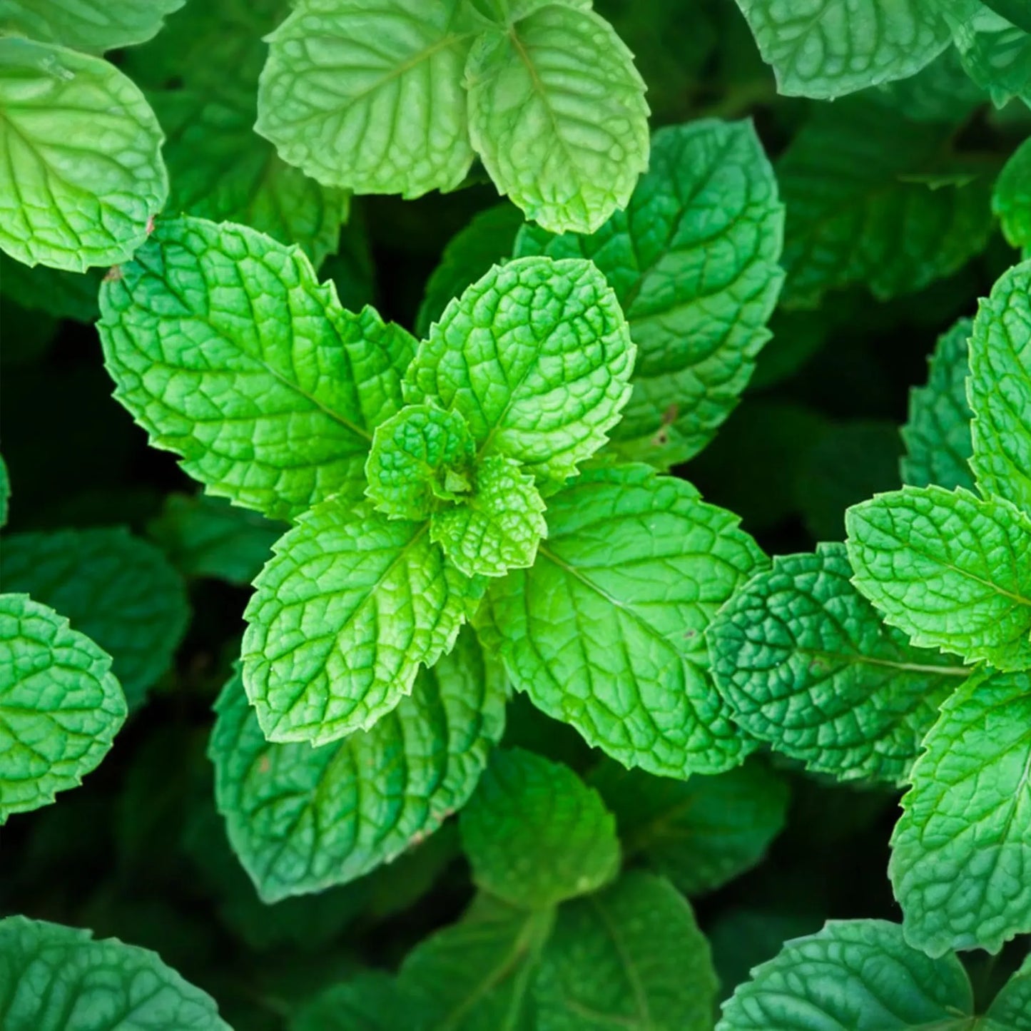 Peppermint Seeds | Organic NON-GMO | Perennial Herb | Mentha × piperita