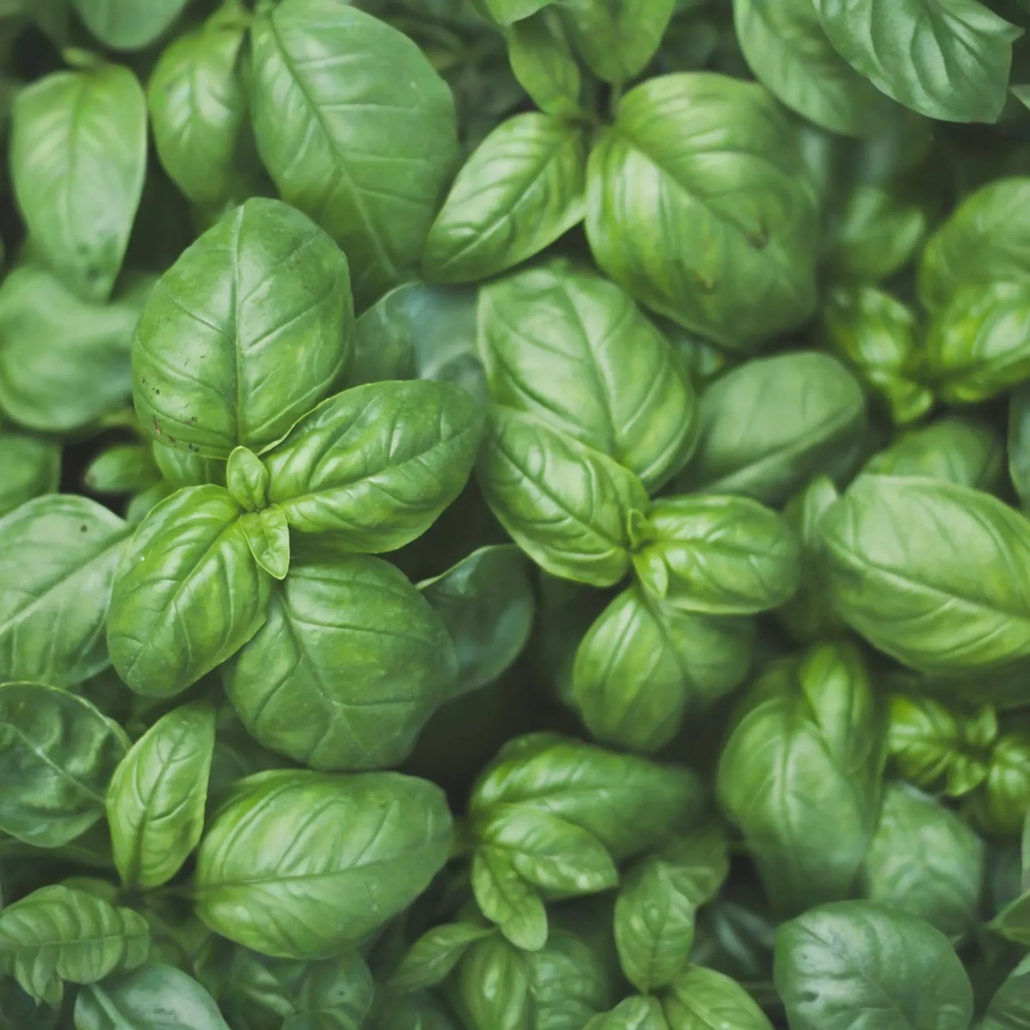 Genovese Basil Herb Seeds | Sweet Basil | Non-GMO Vegetable Seeds | Ocimum basilicum