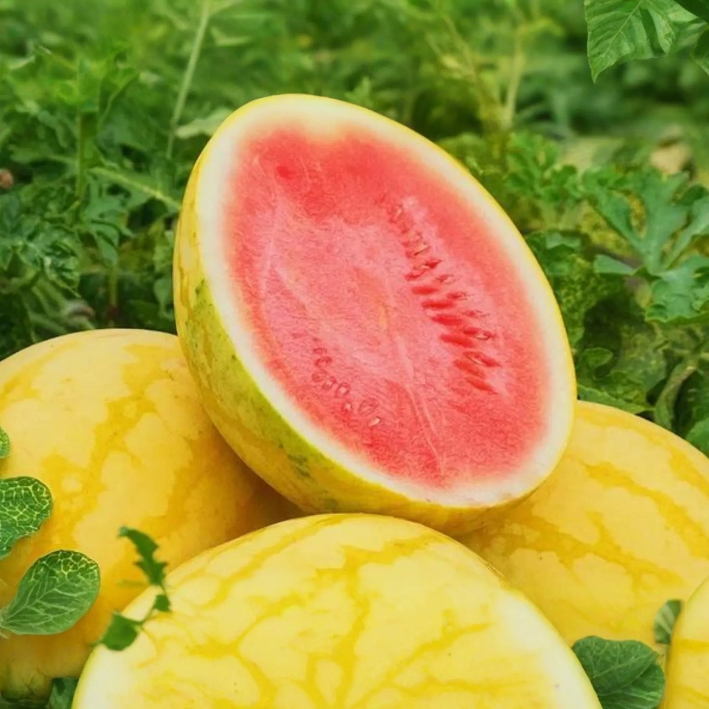 Gold Skin Watermelon Seeds - Yellow/Royal Golden Variety | Citrullus lanatus | Vegetable Seeds for Home Garden