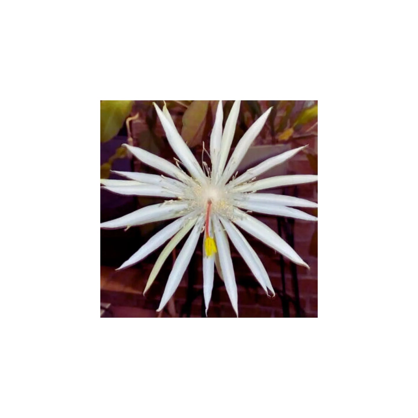 Unrooted Cuttings 12-Pack Hookeri Strictum Epiphyllum Orchid Cactus Succulents